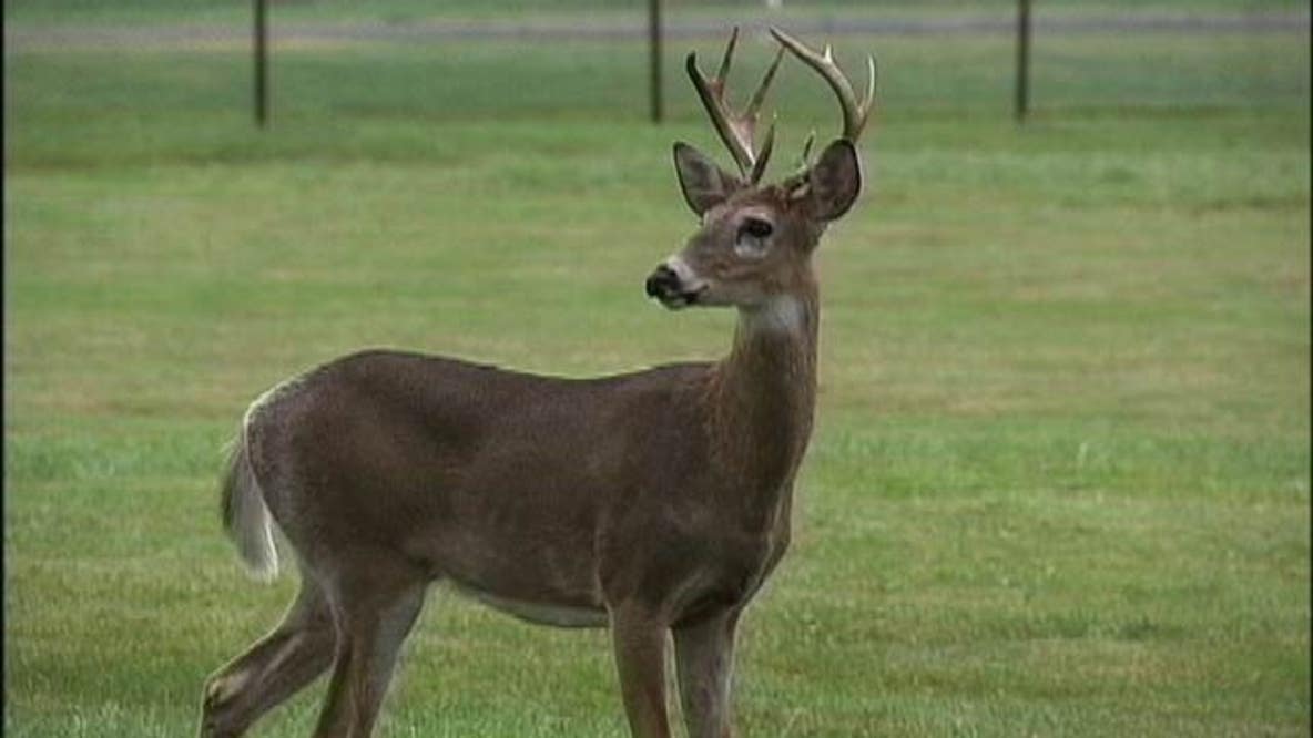 Michigan lawmakers propose longer firearm deer hunting season due to SNAP pause