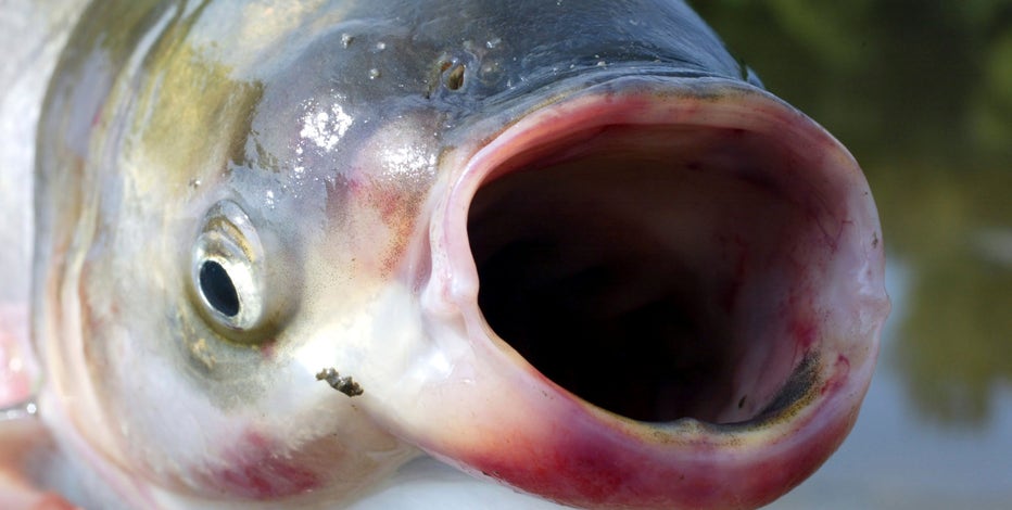 More Great Lakes trouble as new research finds Asian carp could establish in Saginaw Bay