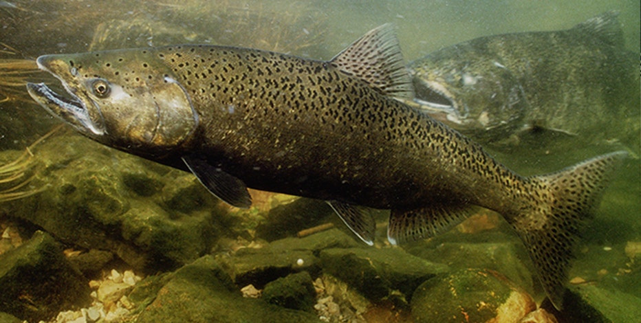 Michigan 19-year-old catches record-size salmon at 48 pounds
