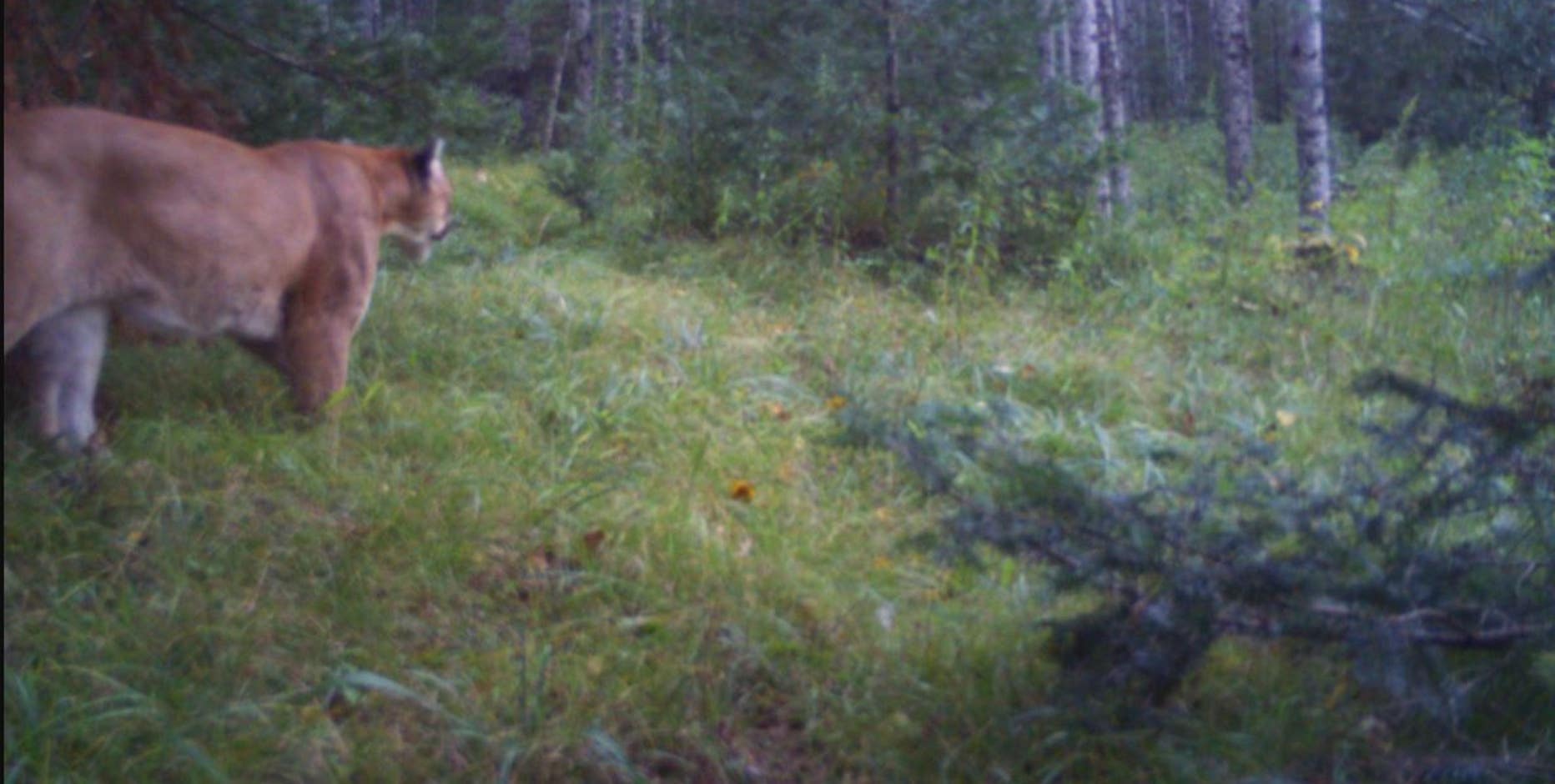 Michigan DNR confirms cougar sighting in Upper Peninsula