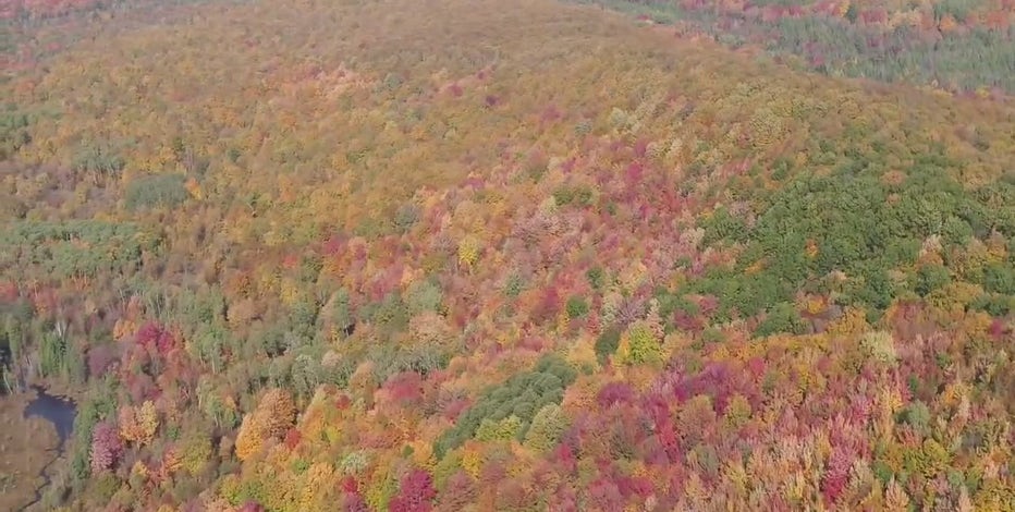 Michigan fall foliage map: When the colors start changing | FOX 2 Detroit