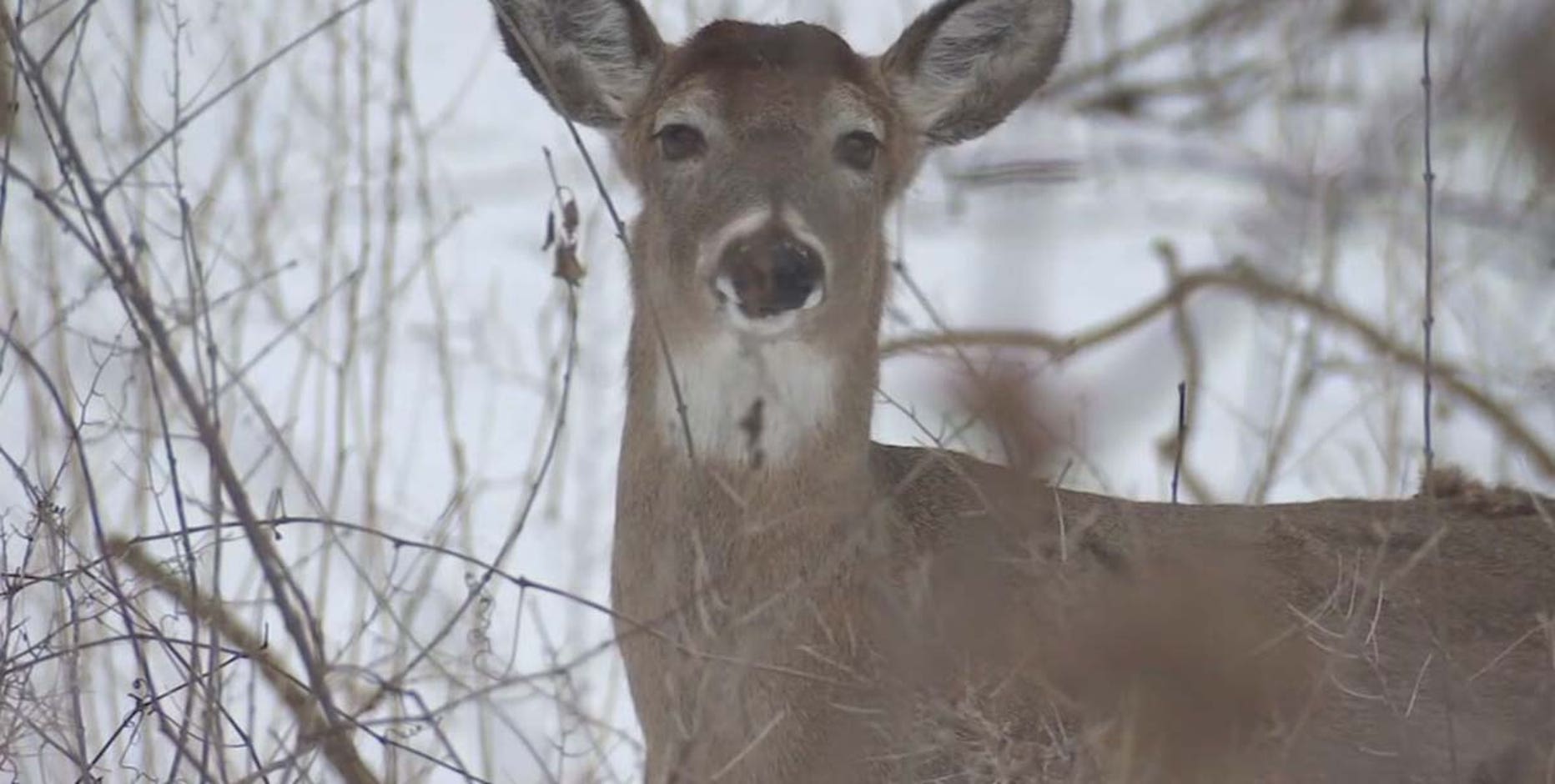 What to do if a deer runs in front of your car