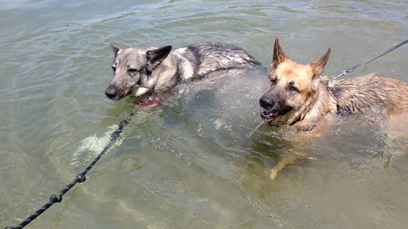 These pet-friendly Michigan state park beaches allow dogs to take a swim