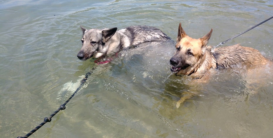 Lake Michigan off-leash dog beach reopening this spring