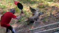 WATCH: Man fights off charging crocodile with frying pan, video goes viral