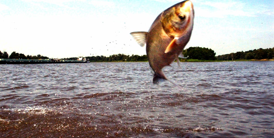 Great Lakes officials want to turn carp into double agents to combat spread of invasive fish