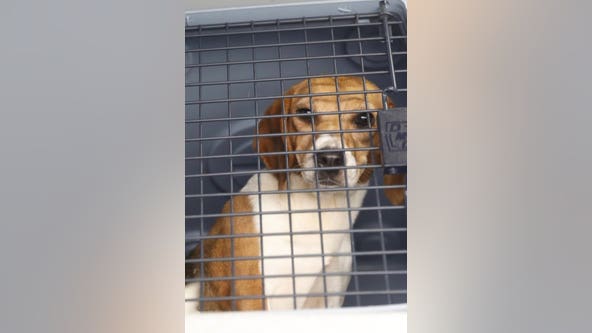 Beagles rescued from Virginia breeding facility headed to Michigan