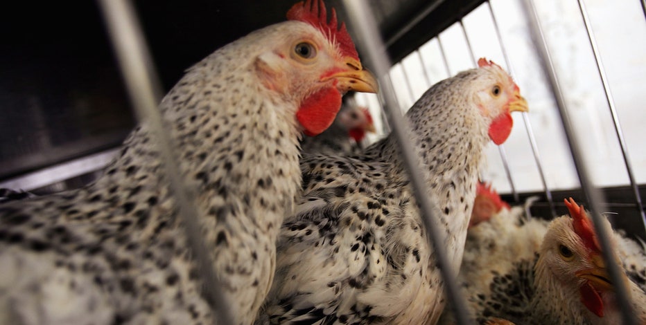 Another Michigan poultry farm reports case of highly contagious bird flu