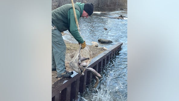Huron River, Spring Mill Pond stocked with thousands of trout -- What anglers need to know