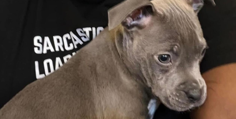 Detroit man in custody after beating puppy, dumping animal in trash for breaking his sunglasses