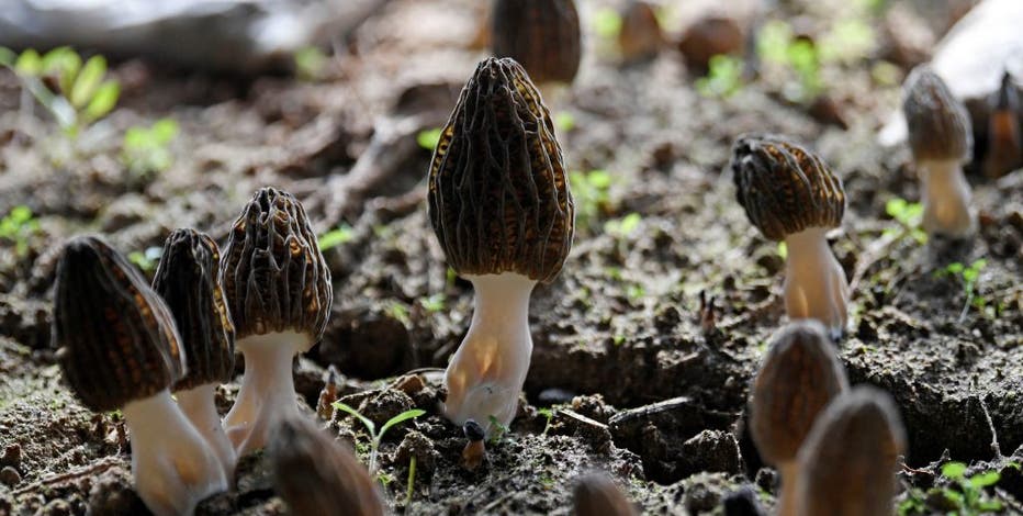 Where to find morel mushrooms in Michigan