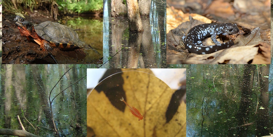 Scientists seek more knowledge of Vernal Pools, Michigan's coral reefs
