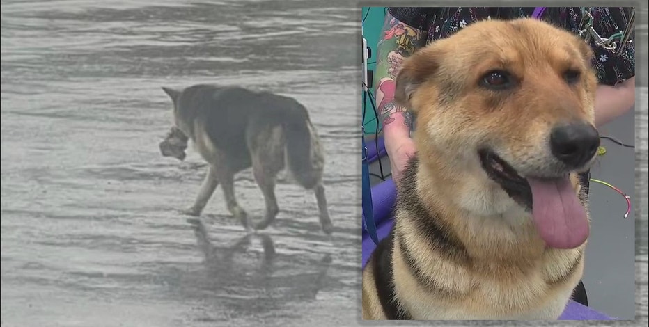Abandoned dog seen wandering Detroit streets with stuffed toy rescued, now receiving care