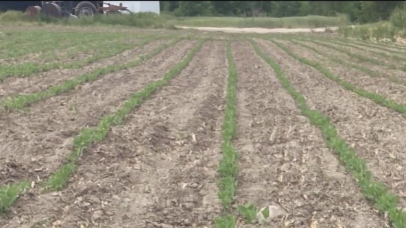 Michigan farmers fear dry conditions will threaten crops