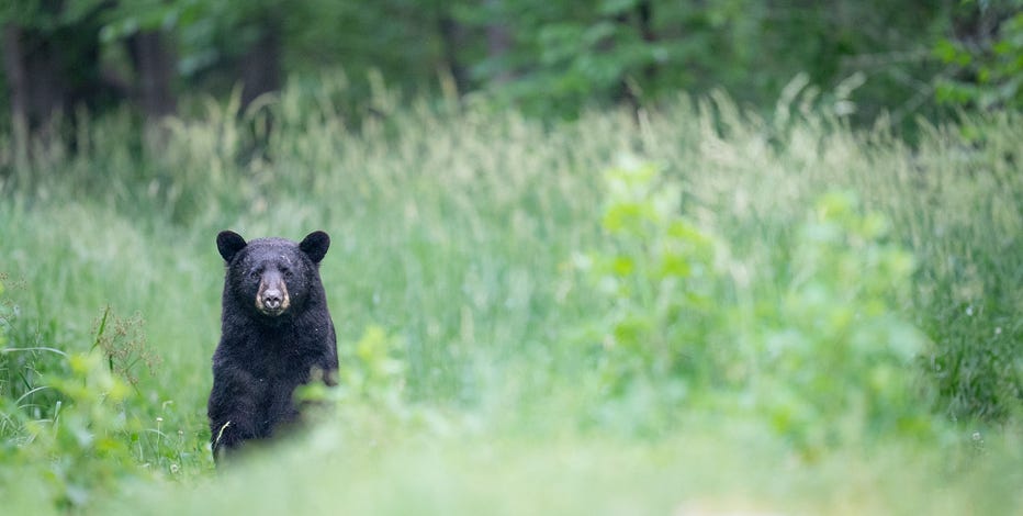 Michigan bear populations climbing fast in lower peninsula, more gradually in UP