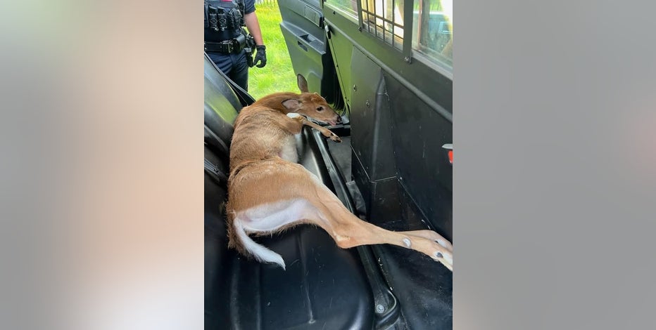 Injured deer saved and transported to vet by Shelby Township Police