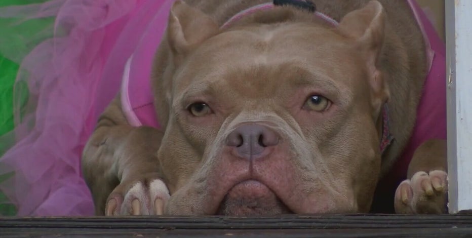 Pit bulls banned in Grosse Pointe Shores after dog attack