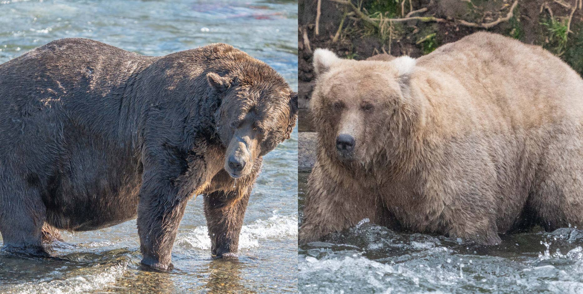 Fat Bear Week 2023: This absolute unit blew the competition out of the water