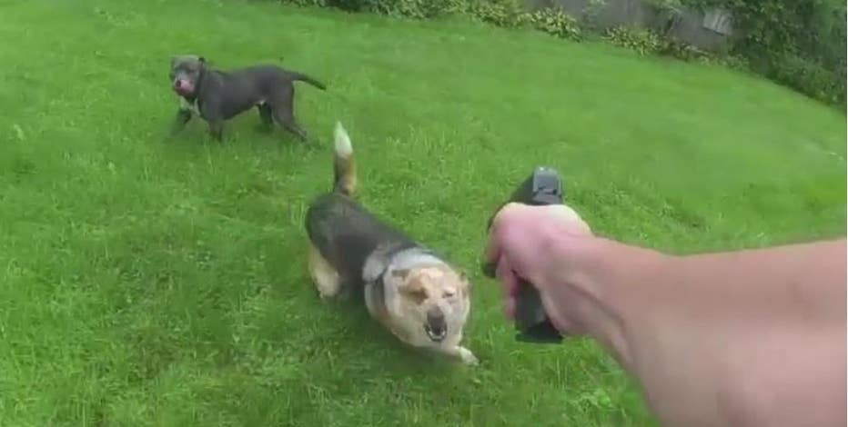 Family dog shot to death by St. Clair County deputy, owner left heartbroken