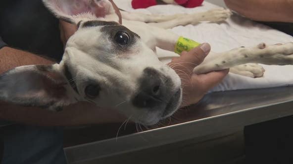 Animal abuser registry legislation in Michigan expected to be up for vote in 2024
