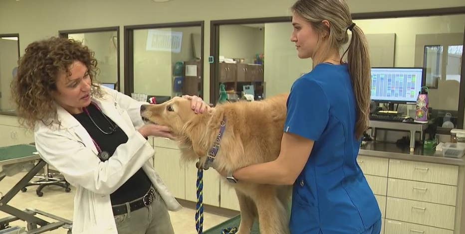 Pet owners on alert as new mystery dog illness surfaces in nearby states