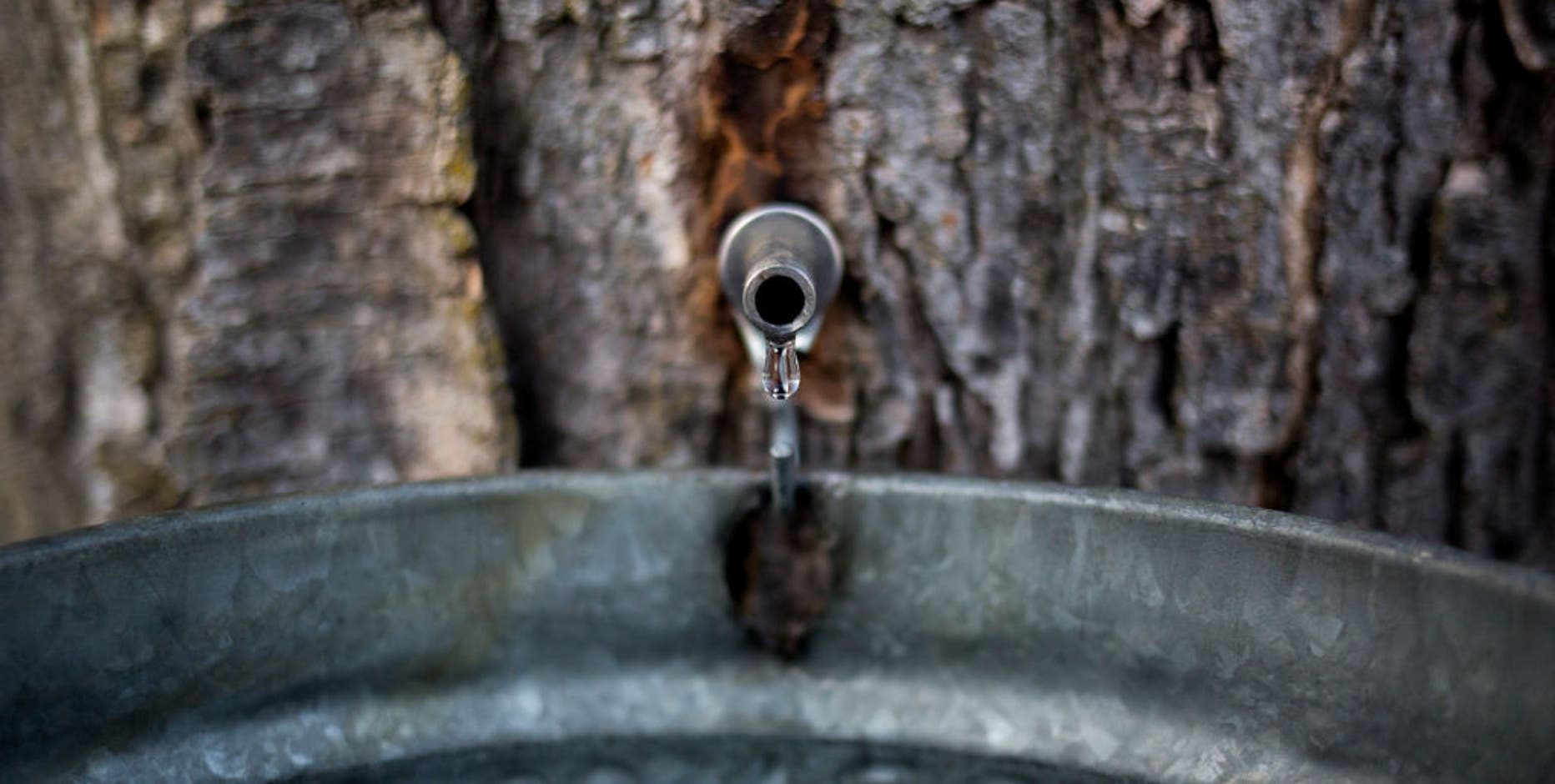 Michigan maple syrup: Go behind the scenes of the syrup-making process at Huron-Clinton Metroparks