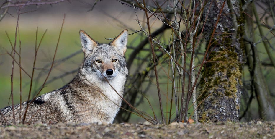 Restriction on coyote hunting season in Michigan challenged in court
