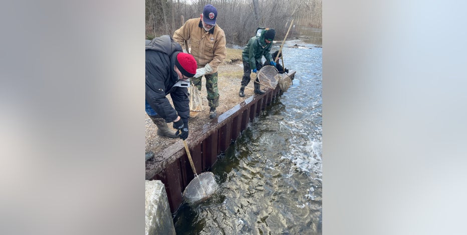Thousands of trout stocked in Southeast Michigan rivers, pond