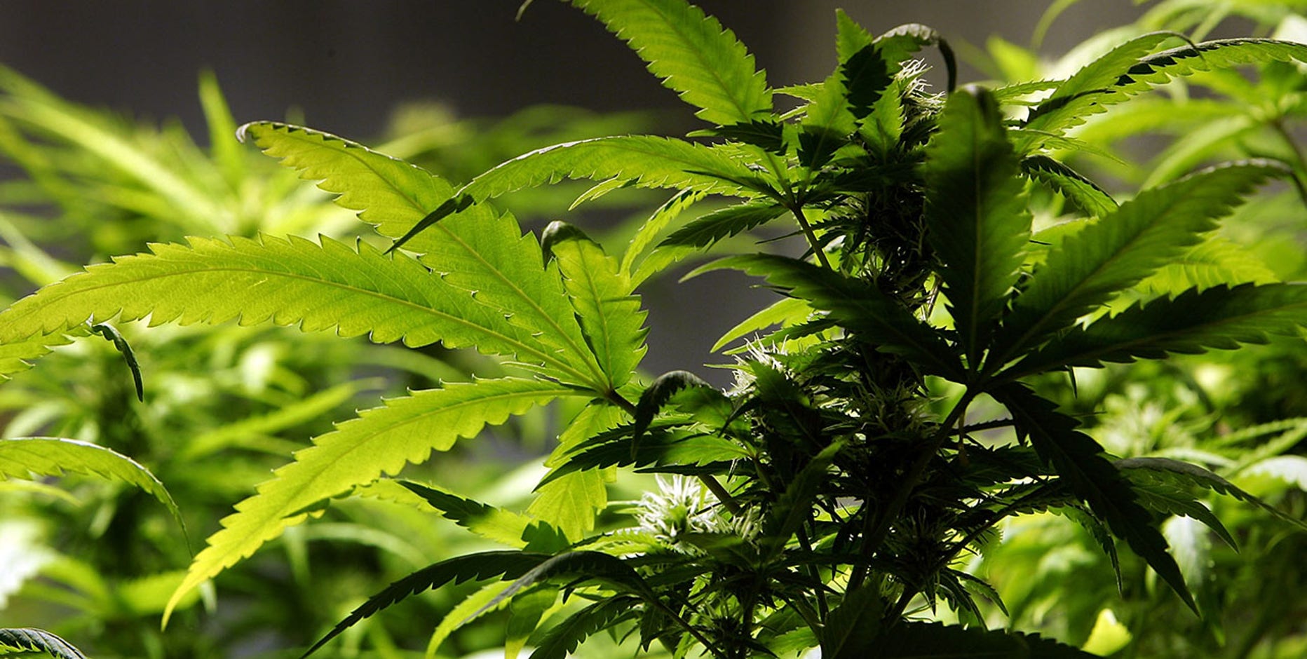 Lawmakers approve marijuana tax hike to fund Michigan road construction