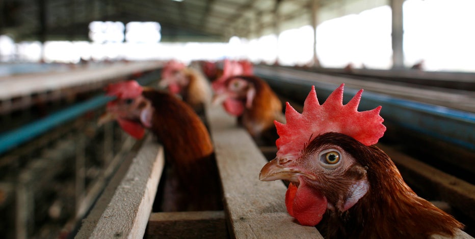 Highly contagious bird flu reported in Michigan poultry flock a day after individual tests positive