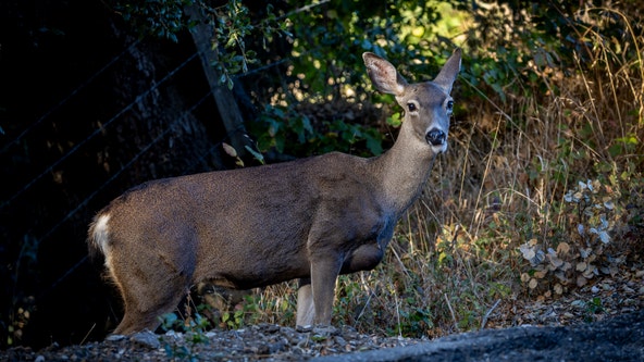Increase in Michigan deer harvests in 2023 an encouraging sign for managers