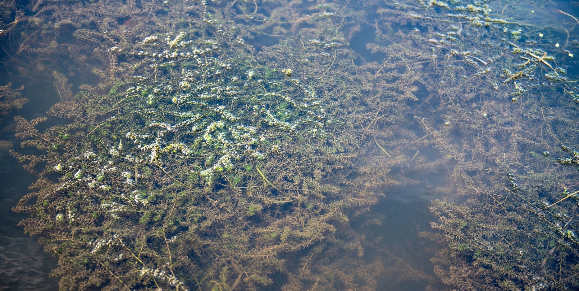 Invasive hydrilla in Michigan a major threat to state's water bodies and economy