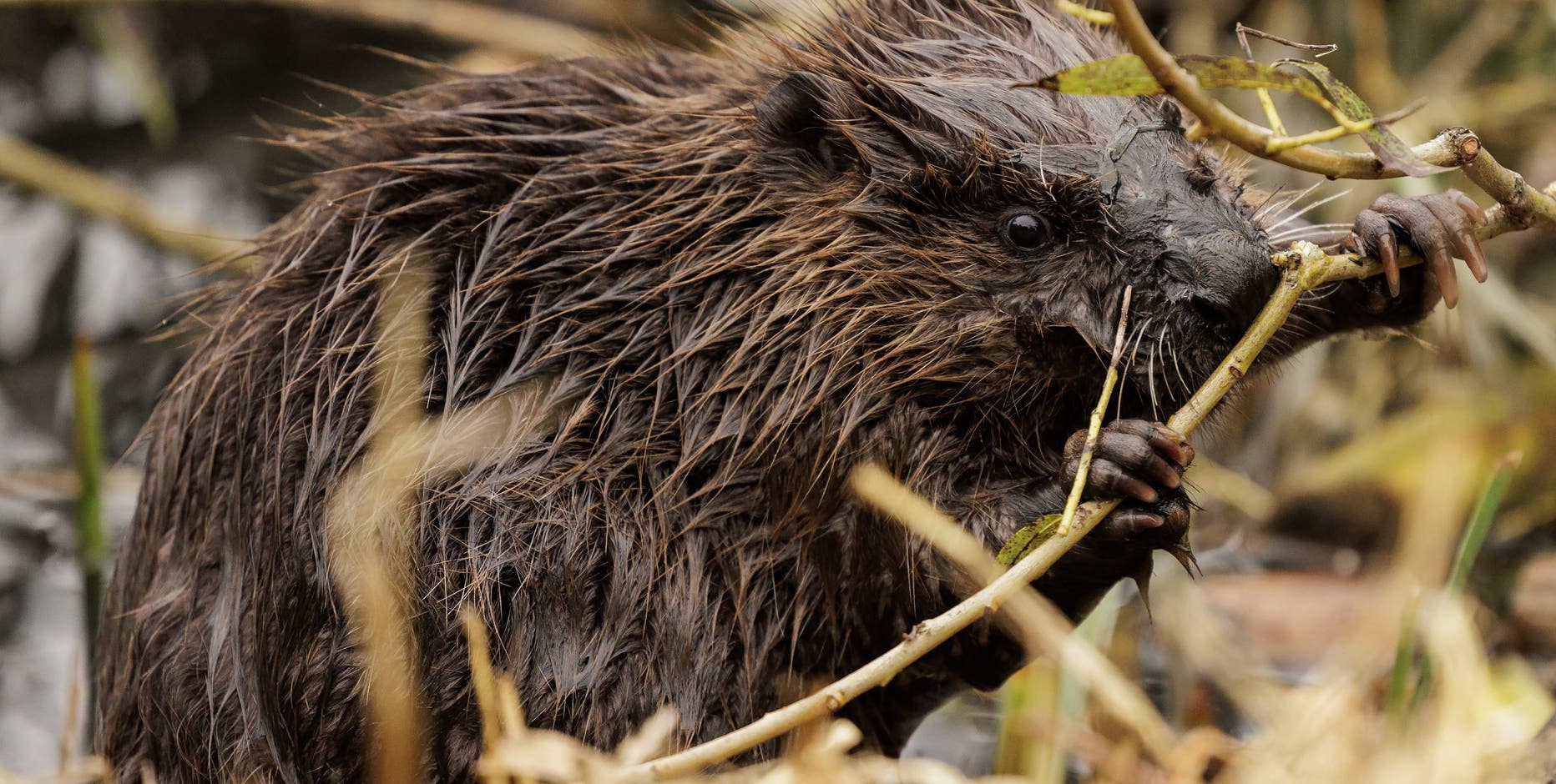 Beaver management rules of Michigan trout fisheries draws critics after DNR revises policy