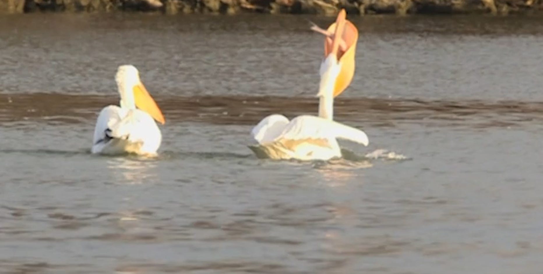 Pelicans increasingly migrating to Michigan, stumping aviary enthusiasts