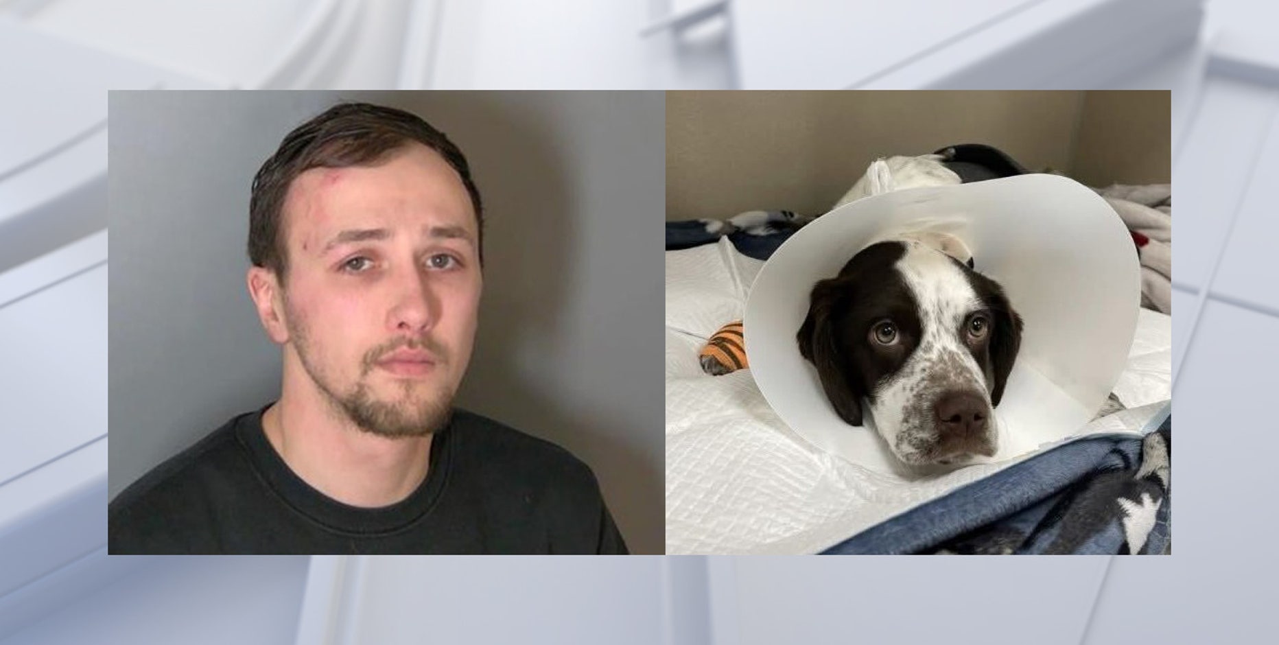 Michigan man charged with animal torture after 3-month-old puppy found with fractured skull