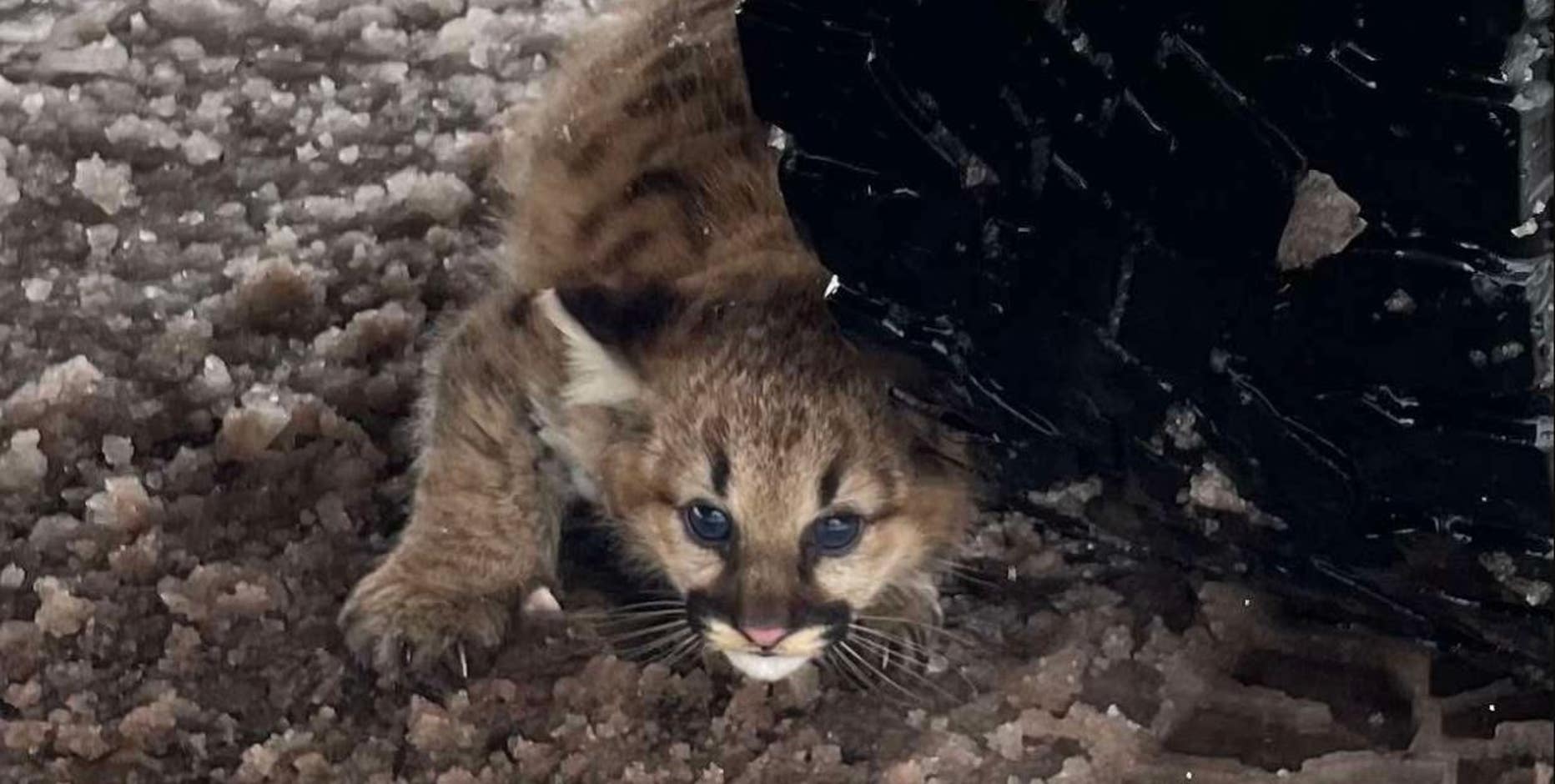 Cougar cubs spotted in Michigan for first time in 100 years