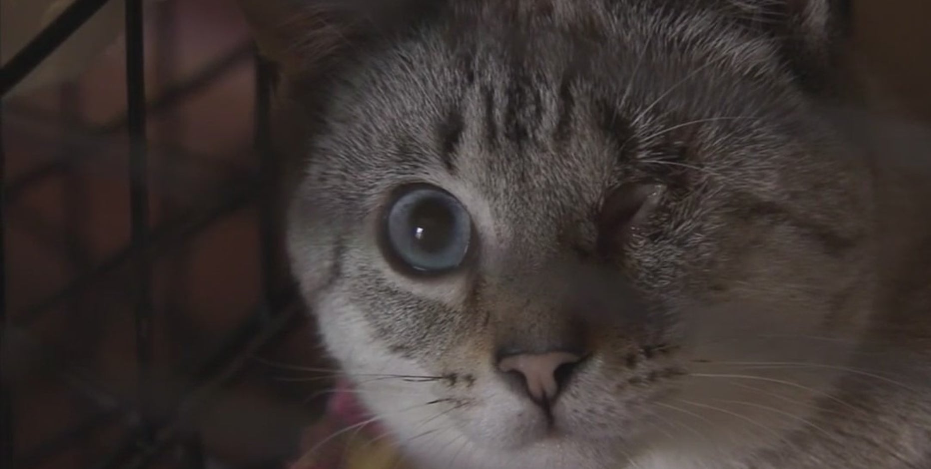 Detroit Animal Welfare Group battles over license with Michigan DNR