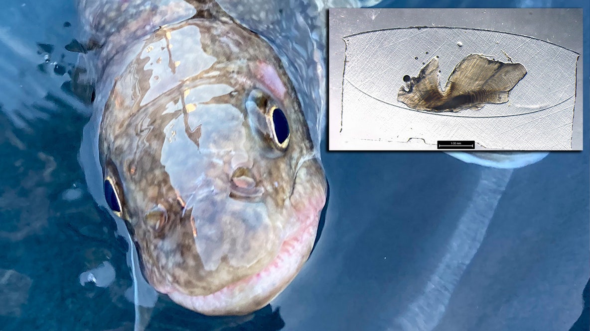 Oldest-ever Great Lakes lake trout recorded in Lake Superior