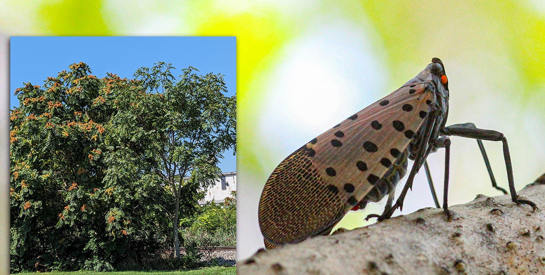 Spotted Lanternfly's invasion of Michigan following the footsteps of its favorite invasive tree