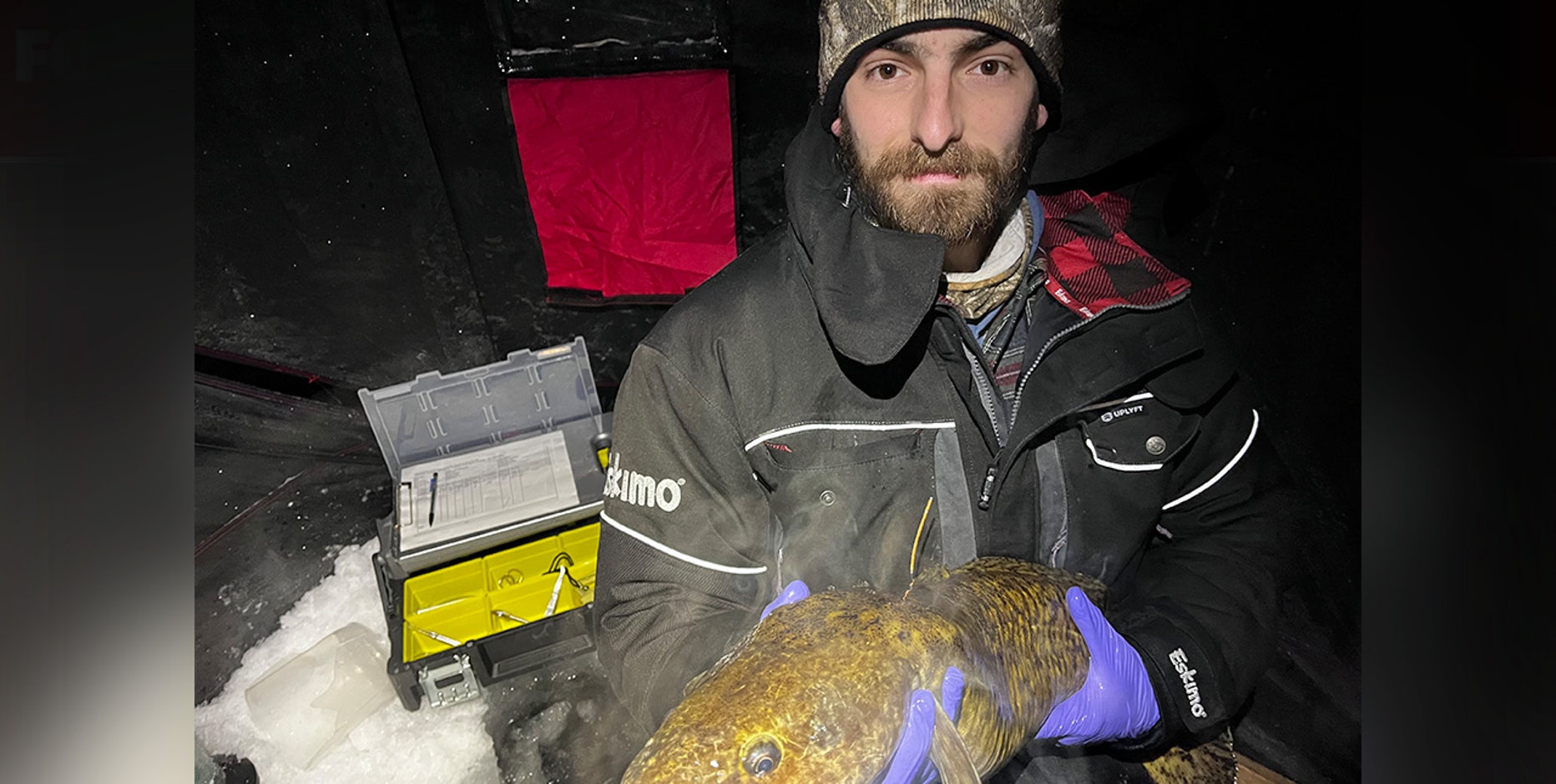 Burbot fishing booms in Michigan, worrying researchers and anglers that the species is faltering