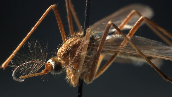 First mosquitoes test positive for West Nile virus in Cook County