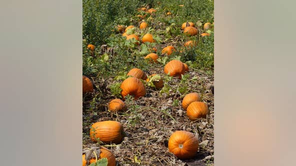 Illinois pumpkin farms adapt to improve soil, lower emissions