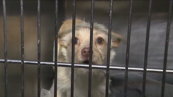 Pet adoption fees waived for 'Empty the Shelters' event in Chicago