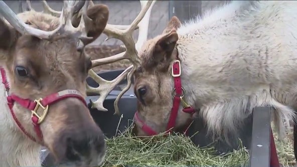 Santa's reindeer arrive at Chalet in Wilmette, continuing long tradition