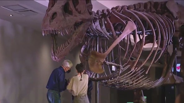 SUE the T. Rex has arm removed for research