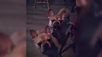 French bulldogs stolen from Milwaukee yard, owner says