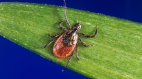 Rare tick-borne babesiosis disease on the rise in northeastern US, says CDC: Here's why