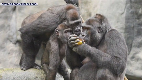 Brookfield Zoo expanding space for apes, monkeys