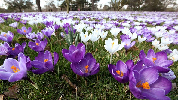First day of spring is March 20: Here's the science behind the vernal equinox