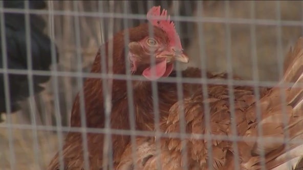 Des Plaines reaches tentative agreement to expand backyard chicken program